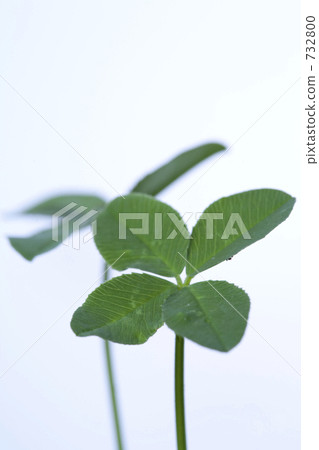 四片葉子和三片葉子 732800