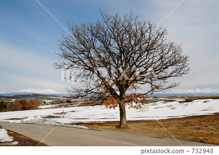 美麗的冬天299 732948