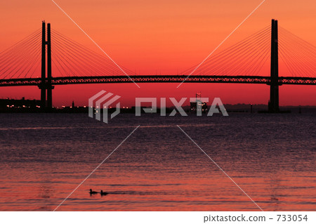 Waterfowl in front of Yokohama Bay Bridge 733054