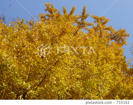 gingko, biloba, ginkgo 733181