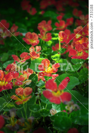 小紅花 小紅花 733188