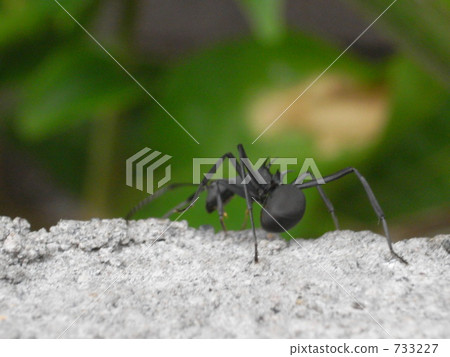 一隻螞蟻 螞蟻 印度尼西亞 733227