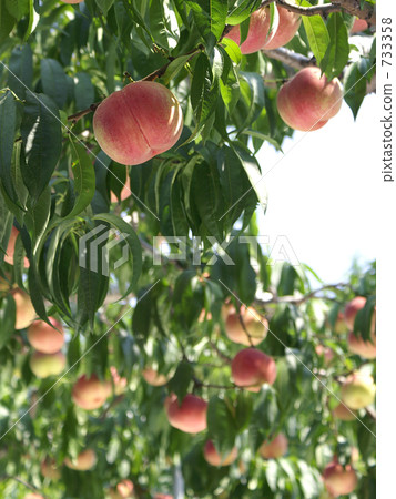 很多水果桃子 733358