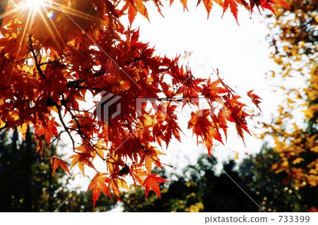 楓樹 紅楓 楓葉 733399