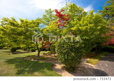 shrubbery, landscaping, clear 733473