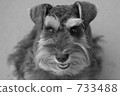 dog, dogs, schnauzer 733488