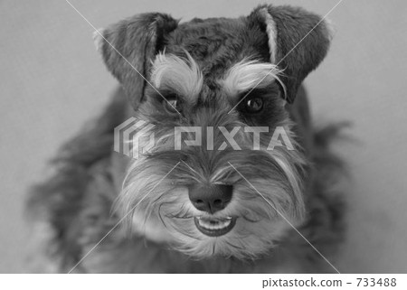dog, dogs, schnauzer 733488