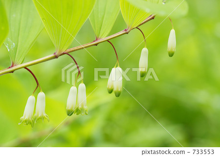 Wild flowers (Amado Celo 5) Wild flowers (Amado Celo 5) 733553