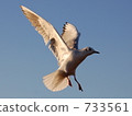 seagull seagull 733561