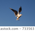 Seagulls to fly away Seagulls to fly away 733563