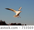 seagull seagull 733569