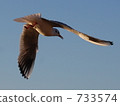 Seagull seen from the bottom Seagull seen from the bottom 733574