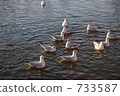 Seagulls floating Seagulls floating 733587