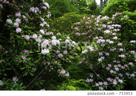 杜鵑花杜鵑花 杜鵑花杜鵑花 733953