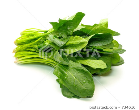 菠菜白背 734010