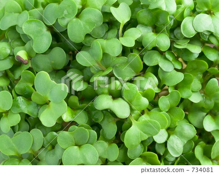 Leaves of radish radish Leaves of radish radish 734081