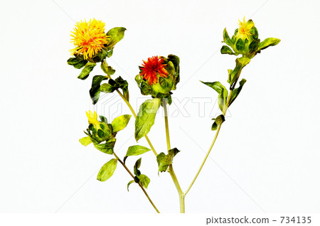 乾花 乾花 734135