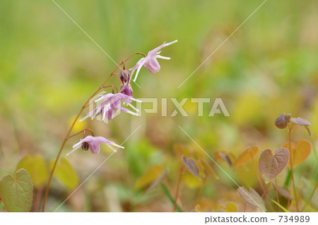 Wild flowers (Ikarisisu 2) Wild flowers (Ikarisisu 2) 734989