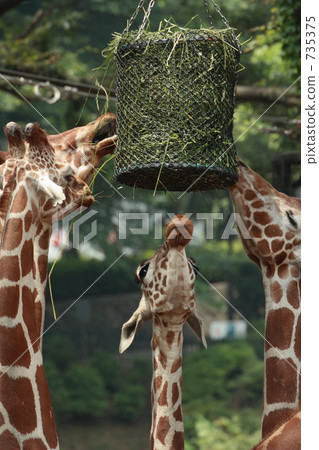 A group of giraffes to eat food 735375