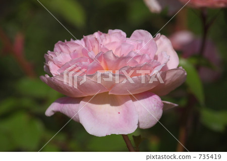 Rose (Abraham Derby) 735419