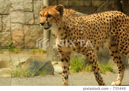 獵豹(多摩動物園) 獵豹(多摩動物園) 735448