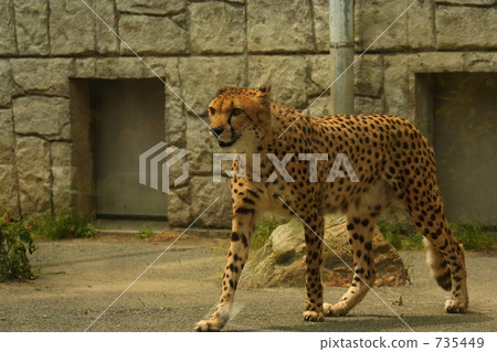 Cheetah (Tama Animal Park) Cheetah (Tama Animal Park) 735449