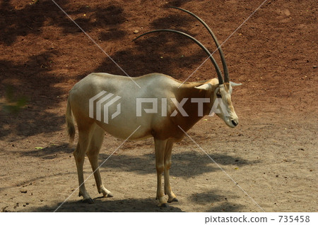 Shiro Orix（多摩動物園） 735458