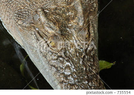 alligator, crocodile, reptile 735554