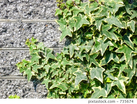ivy, wall, walls 735674