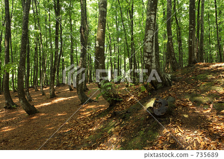 Beech forest Beech forest 735689
