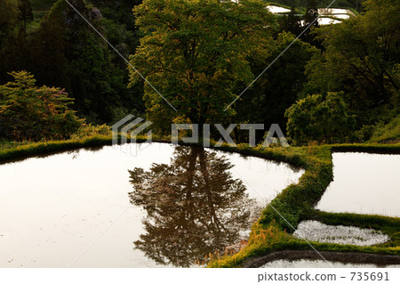Terraced rice fields at dusk 735691
