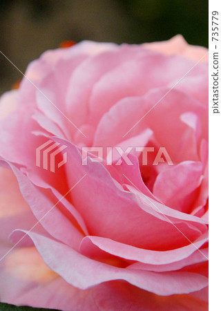 玫瑰花 花朵 花 735779