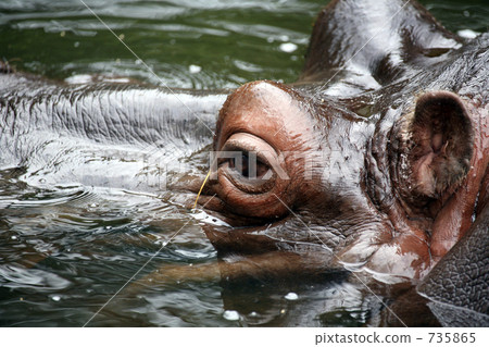 Hippopotamus 735865