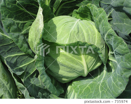Cabbage of tasty field Cabbage of tasty field 735974