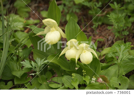 雷文桃 雷文桃 736001