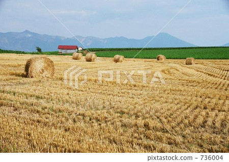 水果的季節 水果的季節 736004