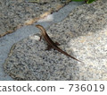 蜥蜴 爬行動物 爬蟲類的 736019