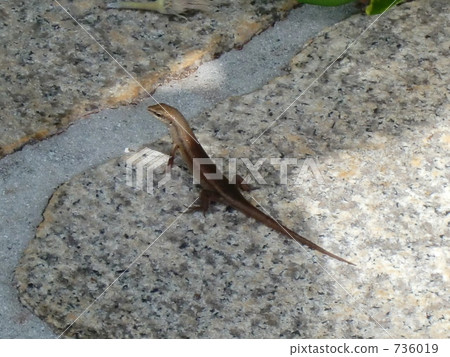 蜥蜴 爬行動物 爬蟲類的 736019