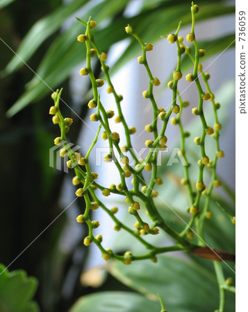 Table palm flower 736059