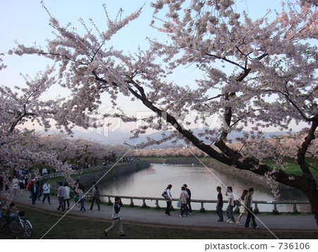 五稜郭公園 公園 櫻桃樹 736106