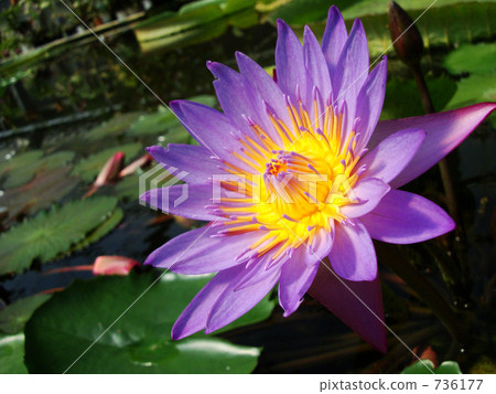 Lotus flower Lotus flower 736177