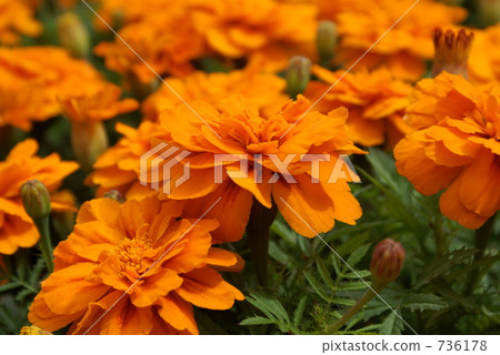 Brilliant orange Brilliant orange 736178