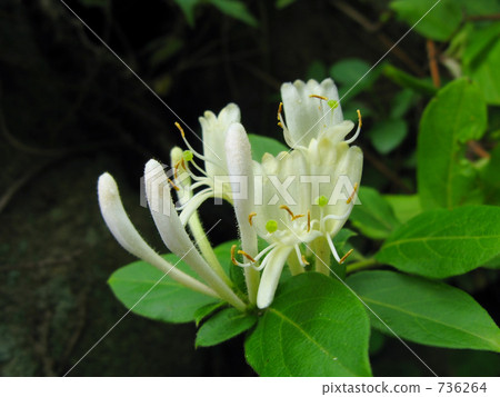 White flower of honeysuckle 736264