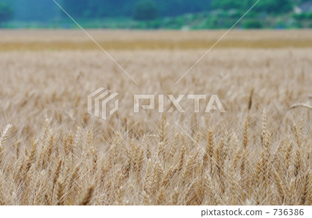 By the time of the Wheat Fall 736386