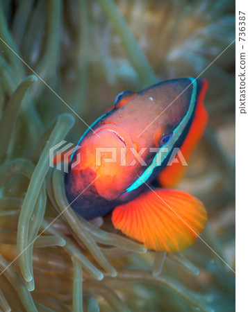 anemonefish, tomato clownfish, anemone fish 736387
