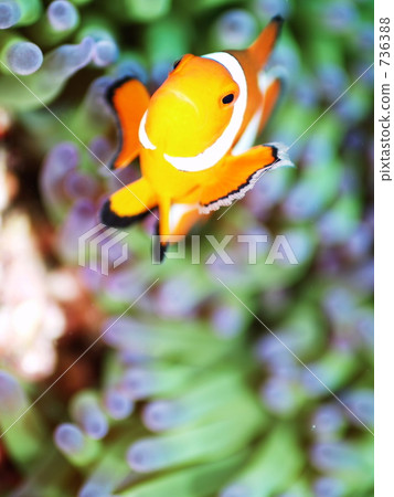 Amphiprion ocellaris (clown anemonefish 736388