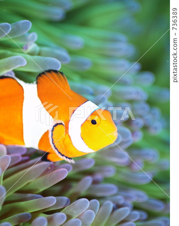 Amphiprion ocellaris (clown anemonefish 736389