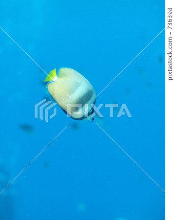 Sunbirst蝴蝶魚(Chaetodon kleinii:Misoree蝴蝶 Sunbirst蝴蝶魚(Chaetodon kleinii:Misoree蝴蝶 736398