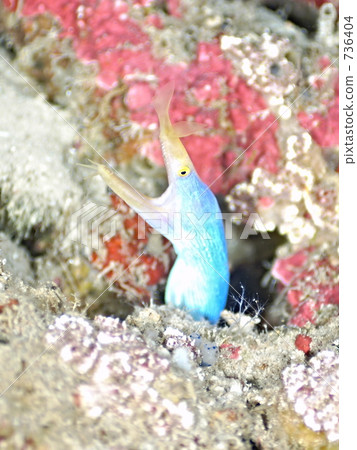 絲帶鰻魚Rhinomuraena quaesita：Hana甲蟲 736404