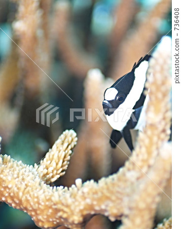 白尾雀鯛(苦難烏鴉 白尾雀鯛(苦難烏鴉 736408